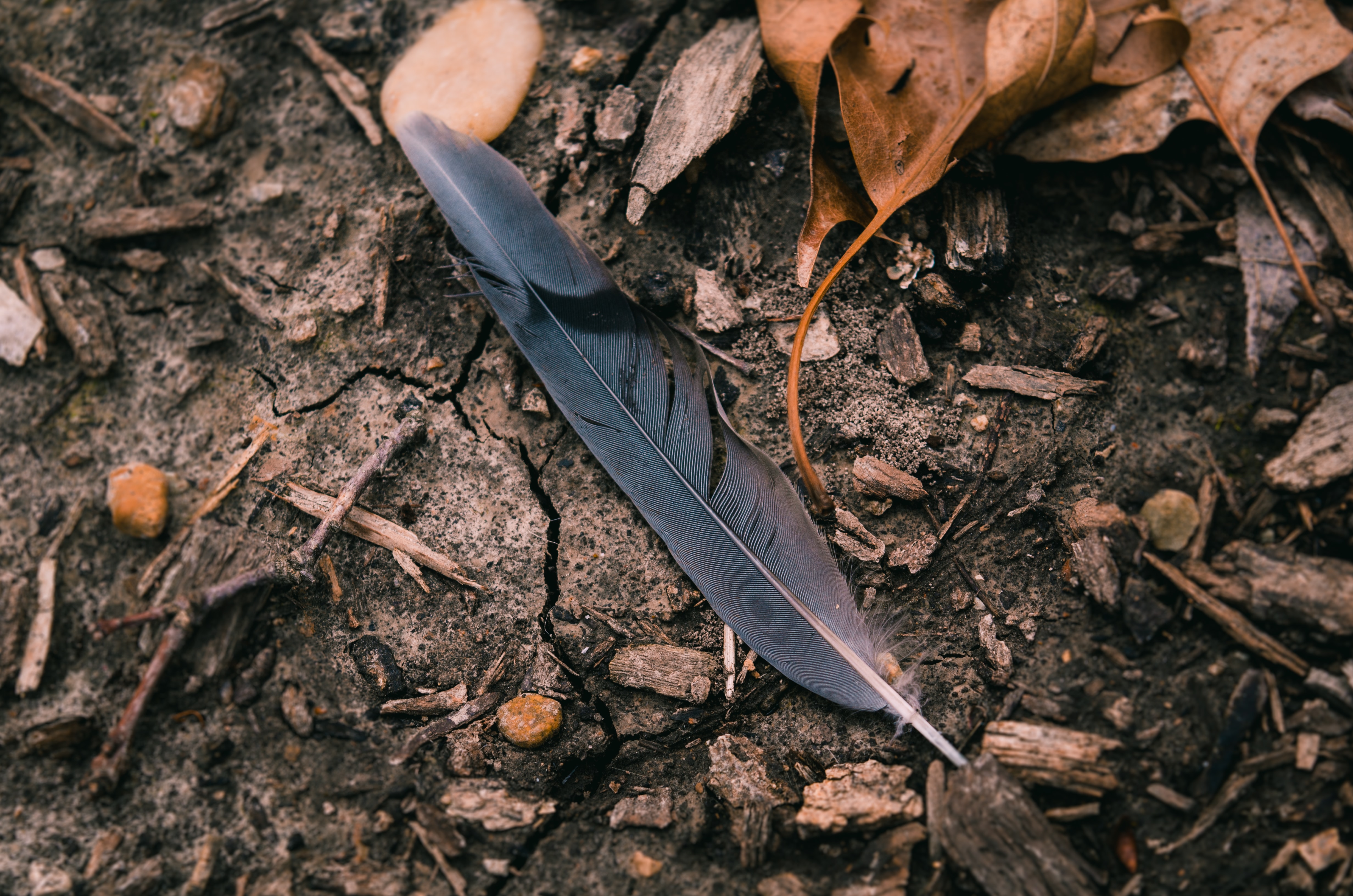 feather on the ground