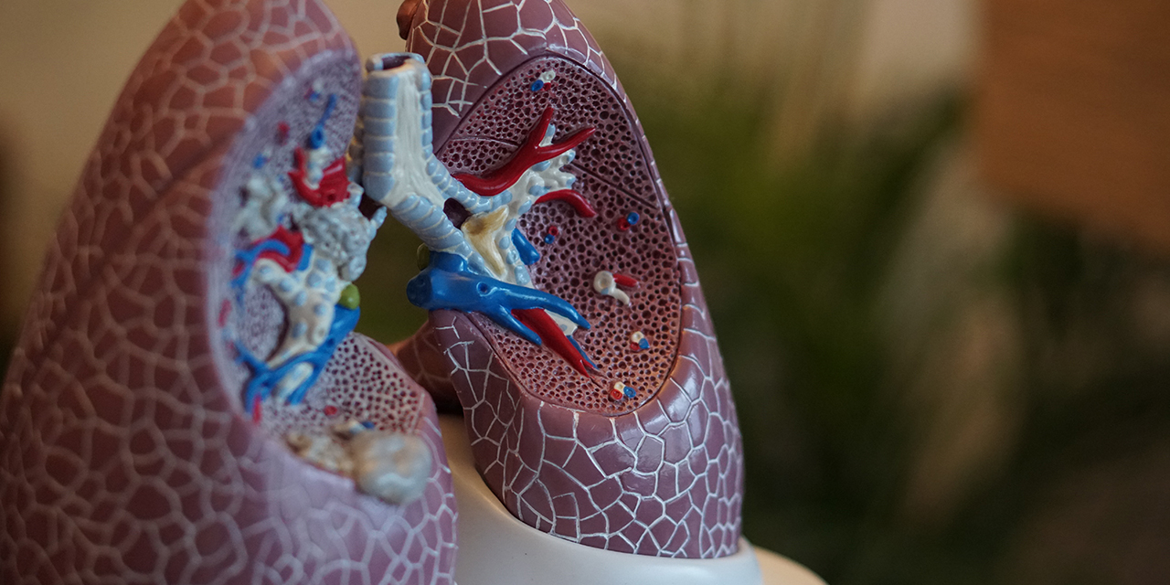 Anatomy of lungs