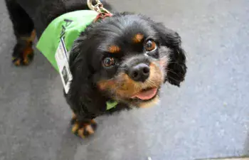 Charlie, pet therapy dog