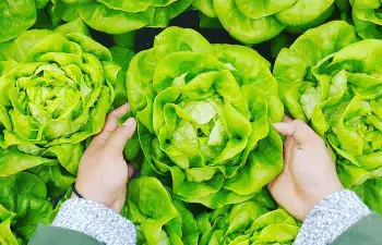 Picking green vegetables is a good way to support gut health.