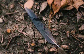 feather on the ground