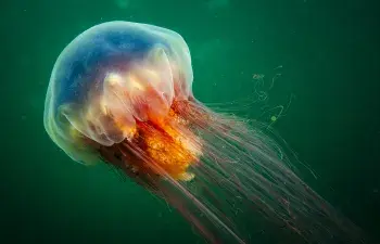 Lion's mane jellyfish floating underwater