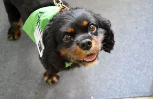 Charlie, pet therapy dog