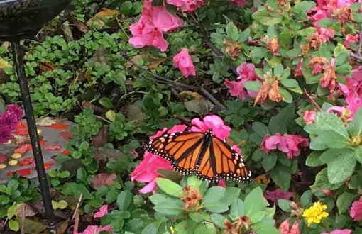 Monarch butterflies