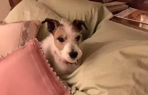 Duncan in Sue's bed