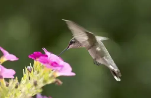Truppo hummingbird
