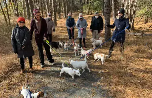 Walking the Jack Russells