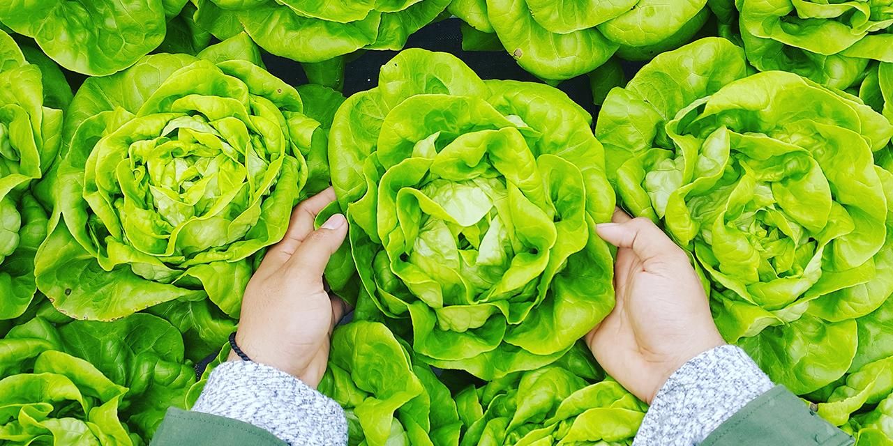 Picking green vegetables is a good way to support gut health.