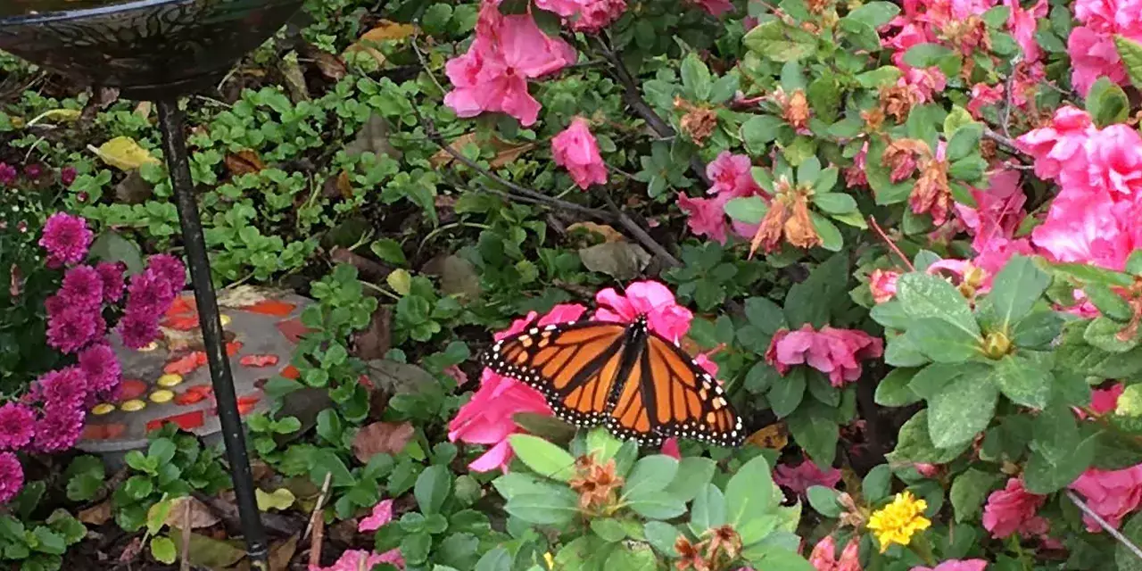 Monarch butterflies