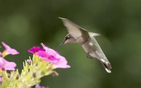 Truppo hummingbird