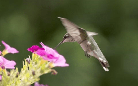 Truppo hummingbird