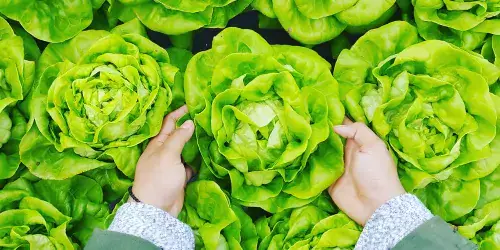 Picking green vegetables is a good way to support gut health.