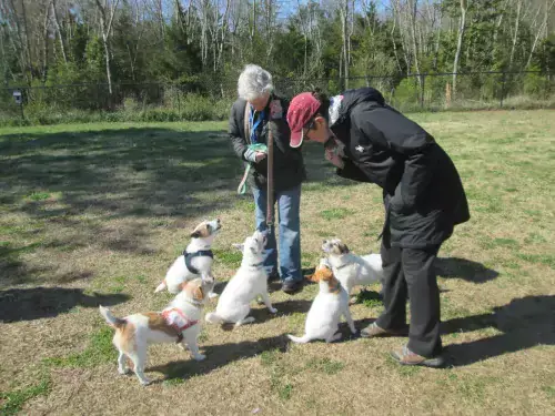 Duncan with the gang of Jack Russells