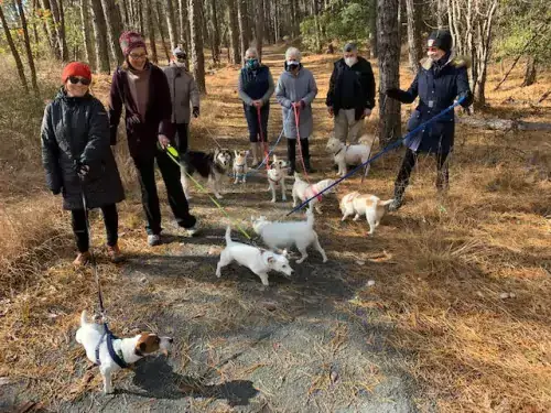 Walking the Jack Russells