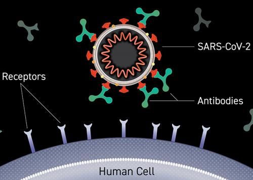 Image of an antibody binding to the surface of a virus, blocking entry into a human cell.