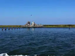 Content image: Pelicans Image file: Pelicans