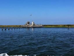 Content image: Pelicans Image file: Pelicans