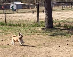 Content image: Coco is in great shape with lots of energy. Image file: Coco is in great shape with lots of energy.