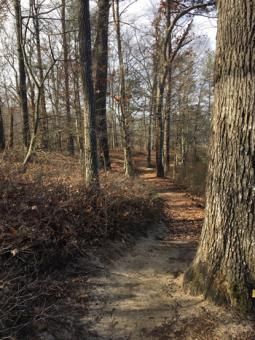 Content image: Path around Killens Pond Image file: Path around Killens Pond