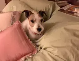 Duncan in Sue's bed